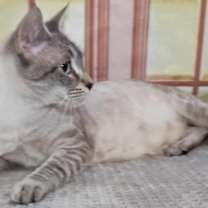 Thumbnail photo of Willow beautiful Siamese #1