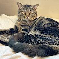 Thumbnail photo of Major Tom #1