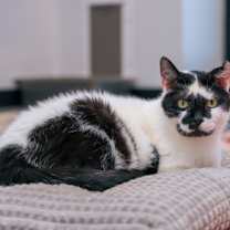 Thumbnail photo of Bodey #1