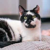 Thumbnail photo of Bodey #3