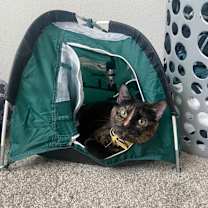 Thumbnail photo of Salem #1