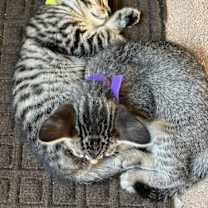 Thumbnail photo of Duplicate (Cate) #2