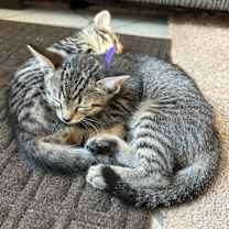 Thumbnail photo of Duplicate (Cate) #3