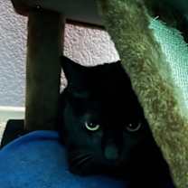 Thumbnail photo of Jellybean #2