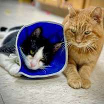 Thumbnail photo of Kyo #2