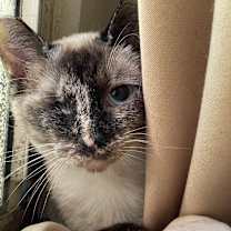 Thumbnail photo of Leela #1