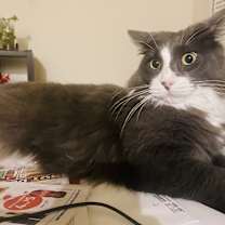 Thumbnail photo of Simba #2