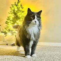 Thumbnail photo of Simba #1