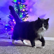 Thumbnail photo of Simba #4