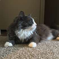 Thumbnail photo of Simba #3