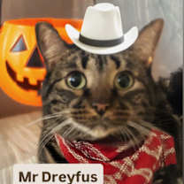 Thumbnail photo of Mr Dreyfus at Martinez Pet Food Express  Dec 13th #2