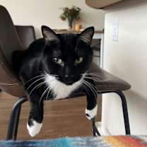 Thumbnail photo of DJANGO - Offered by Owner - Gentle Soul #1