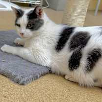 Thumbnail photo of Loki #1