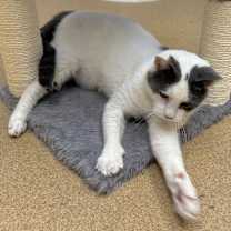 Thumbnail photo of Loki #2