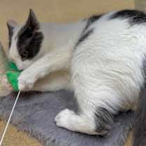 Thumbnail photo of Loki #3