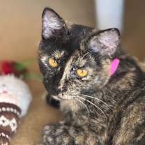 Thumbnail photo of Toris #1