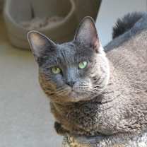 Thumbnail photo of Roxy #2