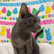 Thumbnail photo of Roxy #4