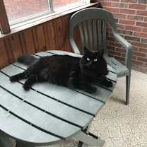 Thumbnail photo of Fluff #1