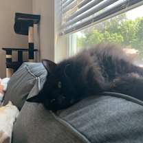 Thumbnail photo of Fluff #2