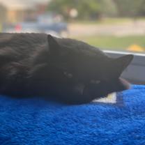 Thumbnail photo of Fluff #3