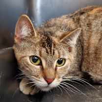 Thumbnail photo of Flower #3