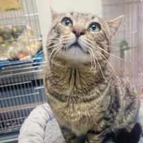 Thumbnail photo of Diesel #3