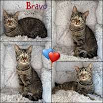 Thumbnail photo of Bravo #1