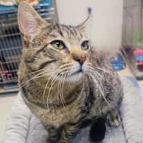Thumbnail photo of Diesel #2