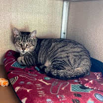 Thumbnail photo of Lora #4