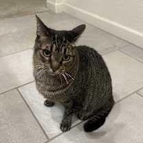 Thumbnail photo of Bella #1