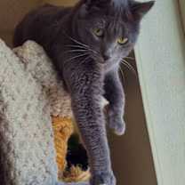 Thumbnail photo of Gino #3