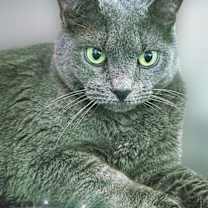 Thumbnail photo of Jet #2