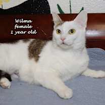 Thumbnail photo of Wilma #2