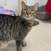 Thumbnail photo of Foosball #2