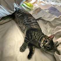 Thumbnail photo of Connen #4