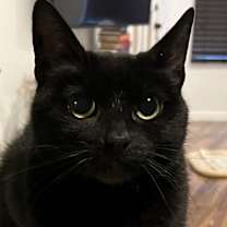 Thumbnail photo of Clover #4
