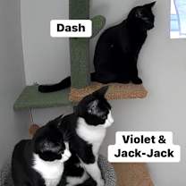 Thumbnail photo of Jack jack #2