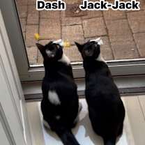 Thumbnail photo of Jack jack #3