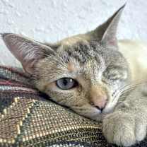 Thumbnail photo of Plankton #1