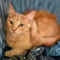 Thumbnail photo of Ruger #1