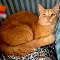 Thumbnail photo of Ruger #3