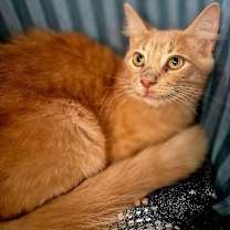 Thumbnail photo of Ruger #4