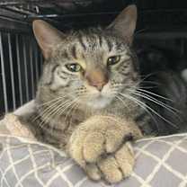 Thumbnail photo of Drusilla #3