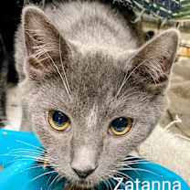 Thumbnail photo of Zatanna #2