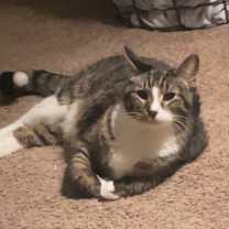 Thumbnail photo of Archie #2