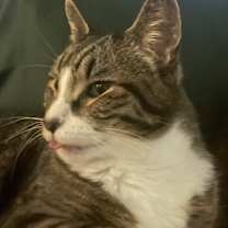 Thumbnail photo of Archie #4