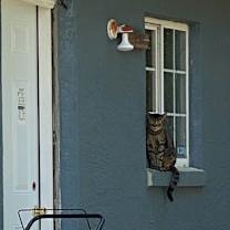 Thumbnail photo of Sphen #2