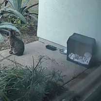 Thumbnail photo of Sphen #3