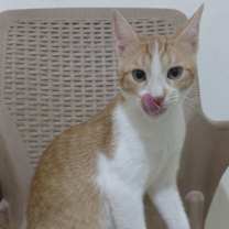 Thumbnail photo of Mishmish #4